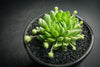 Sempervivum 'Pekinese' (S)