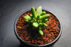 Crassula 'LUDRITS' (Crassula nudicaulis var. Herrei Hyb) (P/C)(w/pup)