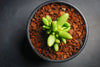 Crassula 'LUDRITS' (Crassula nudicaulis var. Herrei Hyb) (P/C)(w/pup)