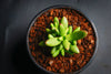 Crassula 'LUDRITS' (Crassula nudicaulis var. Herrei Hyb) (P/C)(w/pup)