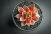 Sempervivum 'Silverine'