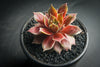Sempervivum 'Silverine'
