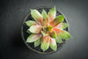 Sempervivum 'Silverine'