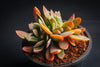 xGraptoveria 'Fred Ives' f. cristata