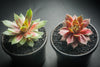 Sempervivum 'Silverine'