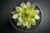 Sempervivum 'Silverine'