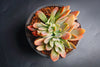 xGraptoveria 'Fred Ives' f. cristata