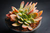 xGraptoveria 'Fred Ives' f. cristata