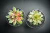 Sempervivum 'Silverine'