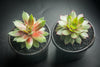 Sempervivum 'Silverine'