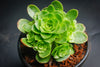 Aeonium aureum aka. Greenovia Aurea (XXS)