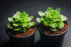 Aeonium aureum aka. Greenovia Aurea (XXS)