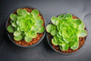 Aeonium aureum aka. Greenovia Aurea (XXS)