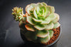 Echeveria Semnan
