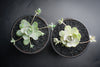 (CLUSTER) Orostachys iwarenge var. boehmeri - (Chinese dunce cap)