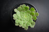 Aeonium tabuliforme ( THE PLATE PLANT)
