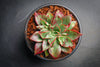 Echeveria longissima x Tacitus bellus