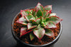 Echeveria longissima x Tacitus bellus