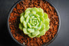 Echeveria 'Kircheriana'