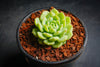 Echeveria 'Kircheriana'