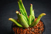Cotyledon Campanulata