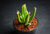 Cotyledon Campanulata