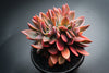 xGraptoveria 'Fred Ives' f. cristata