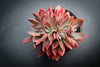 xGraptoveria 'Fred Ives' f. cristata