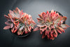 xGraptoveria 'Fred Ives' f. cristata