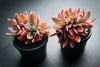 xGraptoveria 'Fred Ives' f. cristata