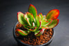 Echeveria 'Seiten-no-Tsukasa' (has mark)
