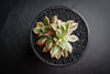 Aeonium arboreum 'Sunburst' f. cristata