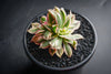 Aeonium arboreum 'Sunburst' f. cristata