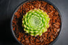 Sempervivum 'Pekinese' (S)