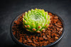 Sempervivum 'Pekinese' (S)