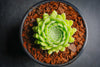 Sempervivum 'Pekinese' (S)