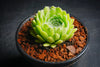 Sempervivum 'Pekinese' (S)