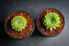 Sempervivum 'Pekinese' (S)