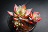 Echeveria 'Cleone'