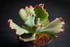 Echeveria 'Tutti Frutti'