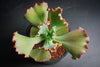 Echeveria 'Tutti Frutti'