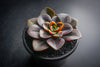 Echeveria Chroma