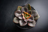 Echeveria Chroma