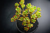Echeveria sedoides (2 HEADS)