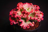 Echeveria 'Tutti Frutti'