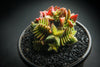 Crassula capitella ssp. thyrsiflora (The Pyramid Plant)