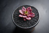 Sinocrassula indica (SH)(E28)
