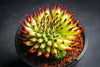 Sempervivum 'Pittoni'