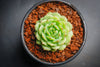 Echeveria 'Kircheriana'
