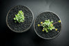 Crassula 'Fernwood' (has mark)(5H)